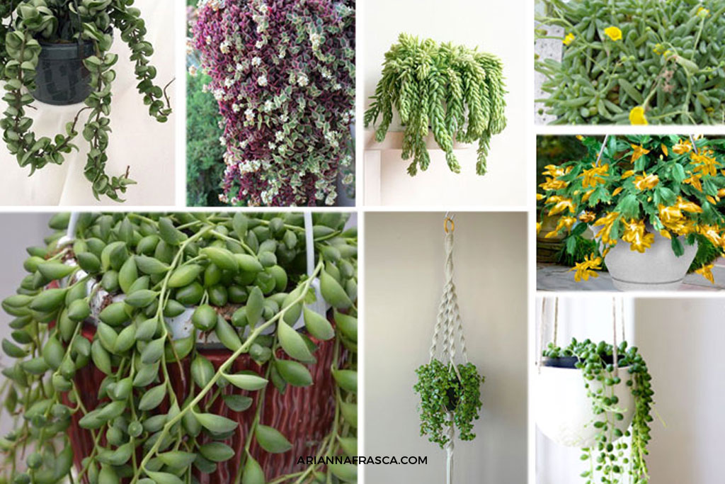 How To Choose The Best Hanging Succulent Plants